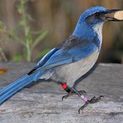 Island Scrub-Jay